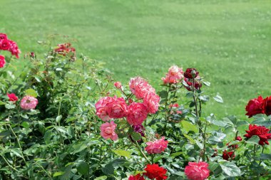 Parktaki pembe gül çalılarından oluşan bir çiçek tarlasının manzarası bir çimenliğin arka planına karşı
