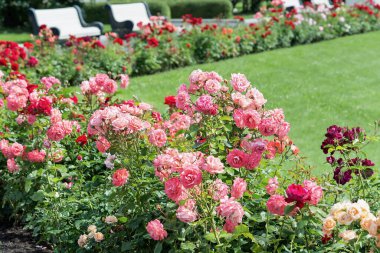 Parktaki pembe gül çalılarından oluşan bir çiçek tarlasının manzarası bir çimenliğin arka planına karşı