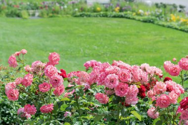 Parktaki pembe gül çalılarından oluşan bir çiçek tarlasının manzarası bir çimenliğin arka planına karşı