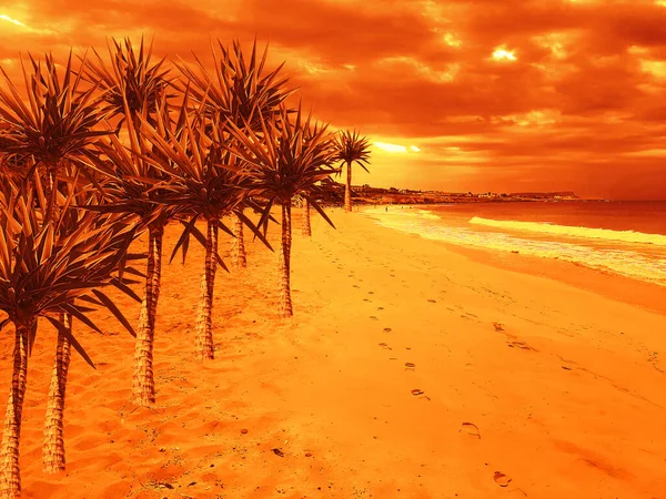 Pomarańczowy Zachód Słońca Plaży Morskiej Palmami Obrazy Stockowe bez tantiem