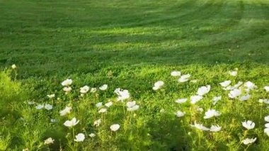 Rüzgarda sallanan beyaz kozmos çiçeklerinden oluşan bir çiçek tarlası biçilmiş bir çimenliğin arka planında..