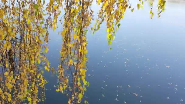 En björkgren med gult lövverk hänger över sjön på vars yta löven flyter. — Stockvideo