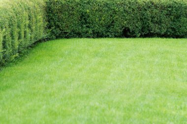 Yoğun bir duvarda büyüyen eşit ölçüde budanmış yaprak döken bir çalı görüntüsü.