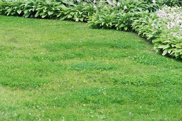 与主人一起欣赏草坪和花坛 — 图库照片