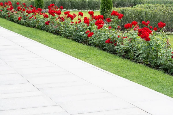 Vista Canteiro Flores Com Rosas Arbusto Caminho Gramado Bem Aparado — Fotografia de Stock