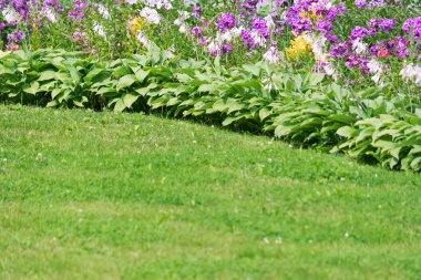 Çimlerin ve çiçeklerin manzarası. Çok renkli çiçekler.