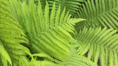 İnce yeşil renkli taze eğrelti otu yapraklarının yakın görüntüsü.