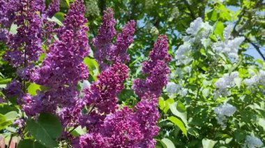 İlkbaharda çiçek açan leylak çalılarının ve mor renklerin manzarası. Yavaş çekim