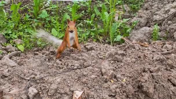 A ginger squirrel with a white fluffy tail runs along the ground with a nut in its mouth and wants to hide it. Slow motion — Stock Video