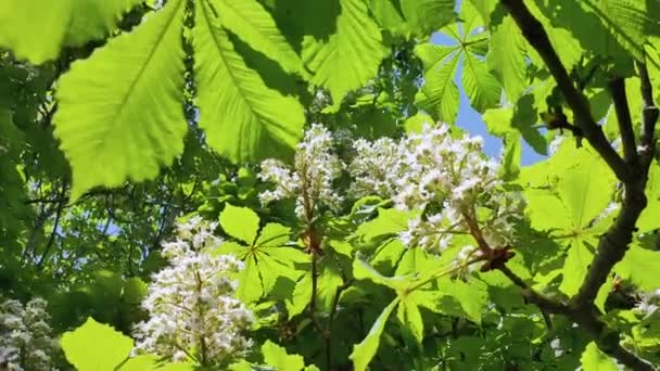 Vy över de vita blommorna av blommande kastanj pÃ ¥vÃ ¥ren. Långsamma rörelser — Stockvideo