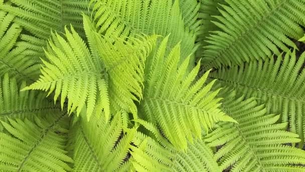 Vue rapprochée des feuilles de fougère fraîches d'une couleur verte délicate. — Video