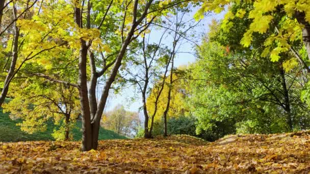 Vista del colorido bosque otoñal y el follaje de arce amarillo caído. — Vídeos de Stock