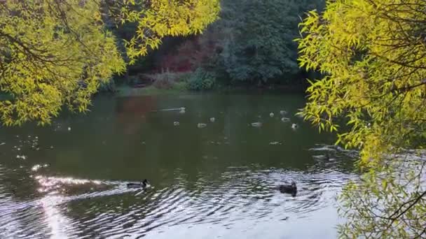 Blick auf Enten, die in einem Teich schwimmen, umgeben von Weiden mit gelbem Laub und Sonnenlicht. — Stockvideo