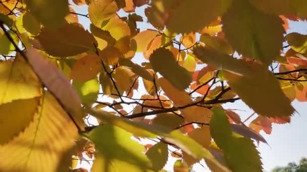 Blick auf das bunte Laub von Bäumen, die an einem sonnigen Tag im Herbst im Wind flattern. Zeitlupe. — Stockvideo