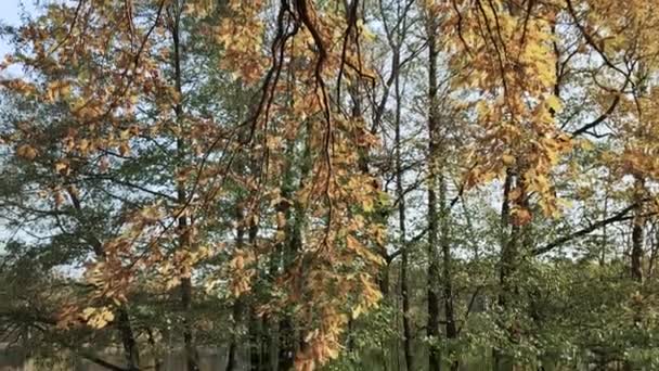 Paesaggio autunnale con vista su uno stagno con foglie gialle cadute e un riflesso di alberi in esso. — Video Stock