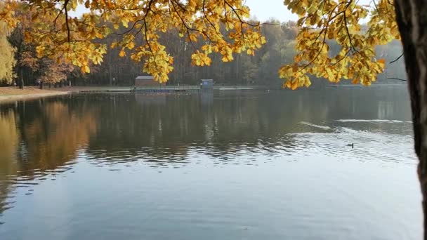Podzimní krajina s výhledem na přehradu v městském parku. — Stock video