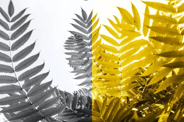 阳光下的绿色棕榈叶 — 图库照片
