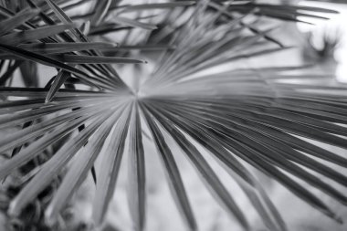 Gün ışığında palmiye yaprakları