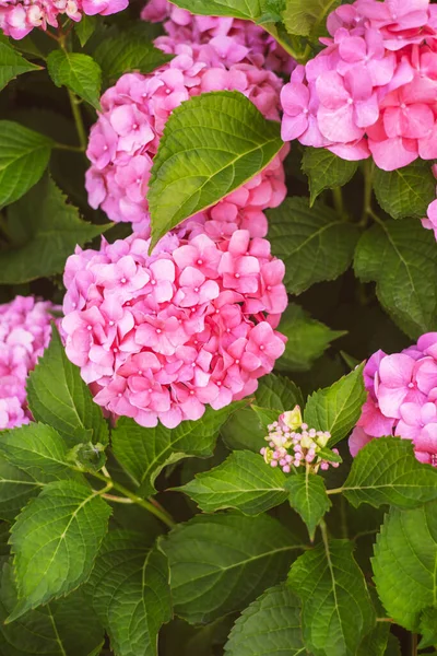 Pembe ortanca çiçekleriyle güzel bir arkaplan