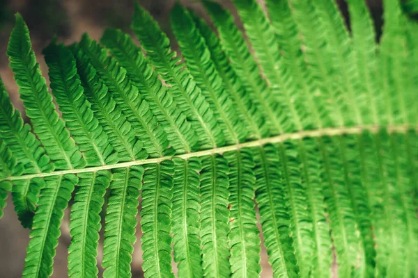 緑色のシダの葉とぼやけた背景のテクスチャ — ストック写真