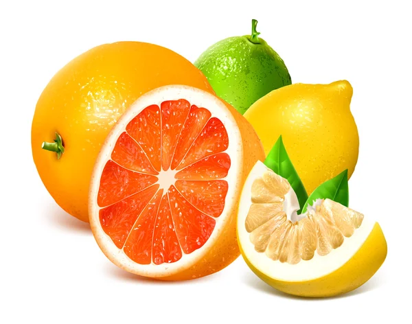 Färska citrusfrukter. — Stock vektor
