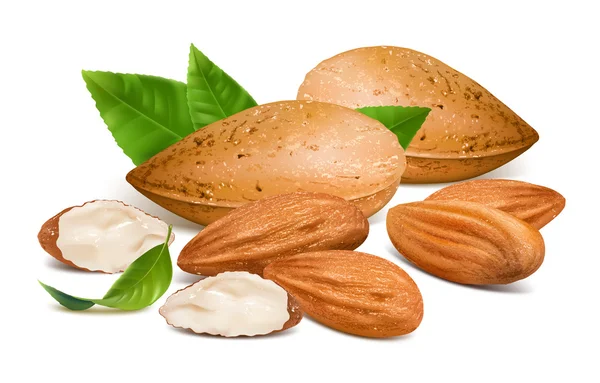 Almendras — Vector de stock