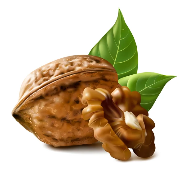 Грецкие орехи — стоковый вектор