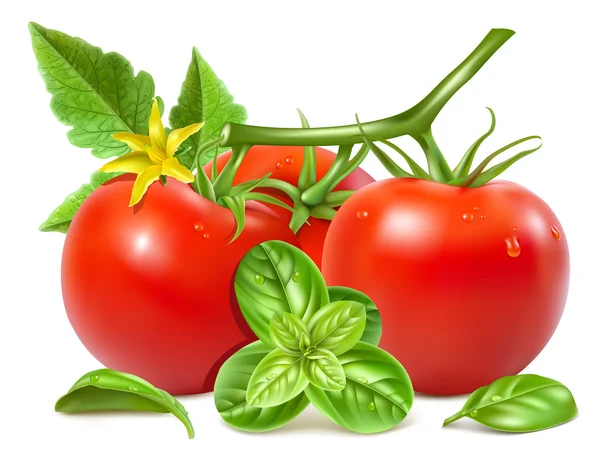 Tomates — Vetor de Stock