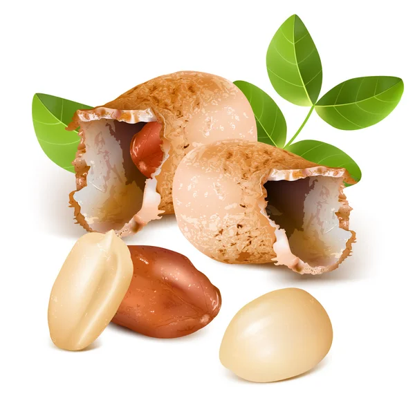 Cacahuètes aux grains — Image vectorielle