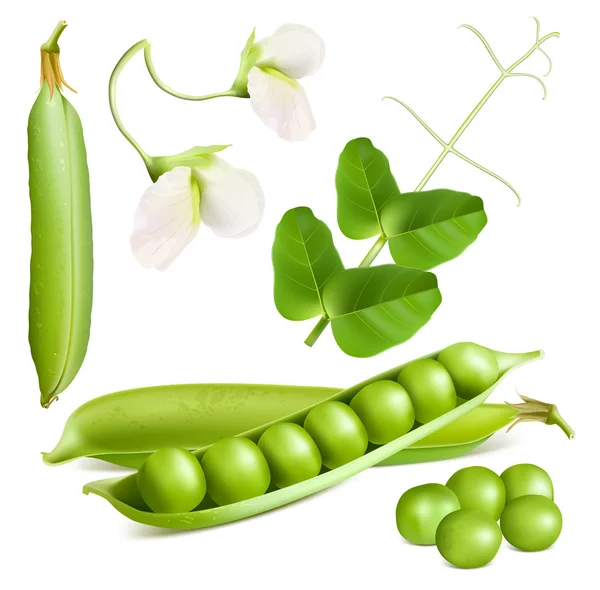 Groene erwten — Stockvector