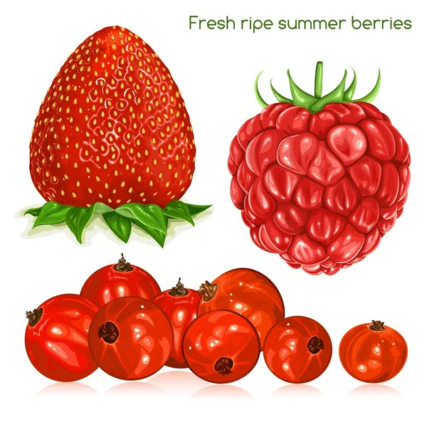 Frische reife Sommerbeeren. — Stockvektor