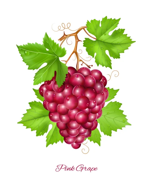 Grape cluster with green leaves. — Stock Vector