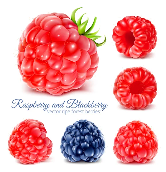 Raspberries and blackberry. — Stock Vector