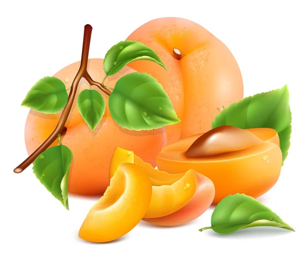 Abricots frais mûrs . — Image vectorielle