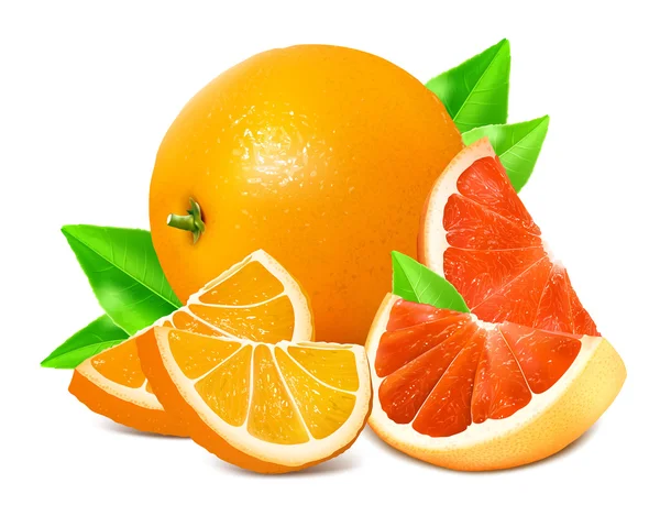 Frische reife Orangen und Grapefruits. — Stockvektor