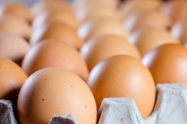 taze yumurta satırdır 