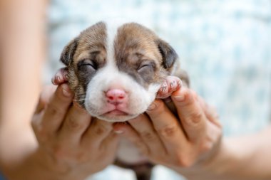 Pitbull köpek yavrusu 