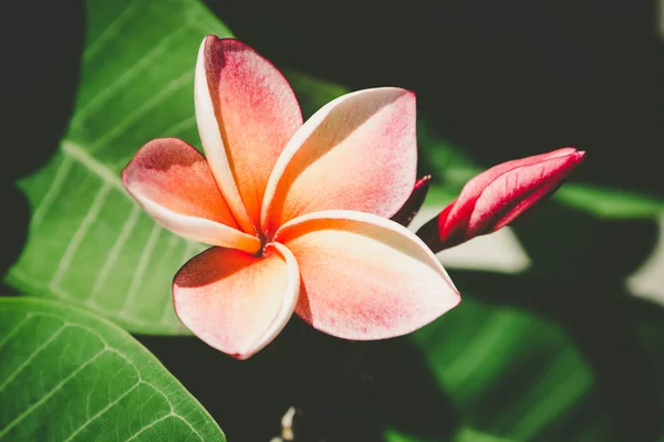 Frangipani flowers beautifu — Stock Photo, Image