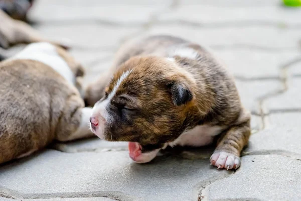 Pitbull puppy hondje — Stockfoto