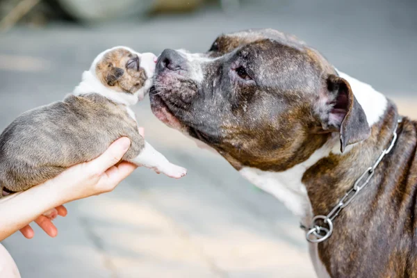 Pitbull puppy hondje — Stockfoto