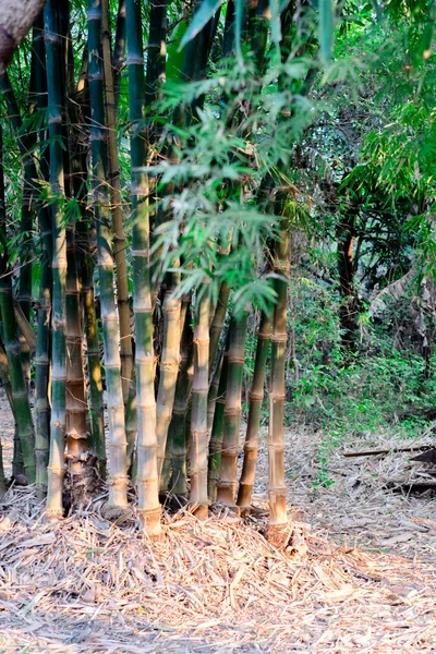 Bemboo en jardines — Foto de Stock