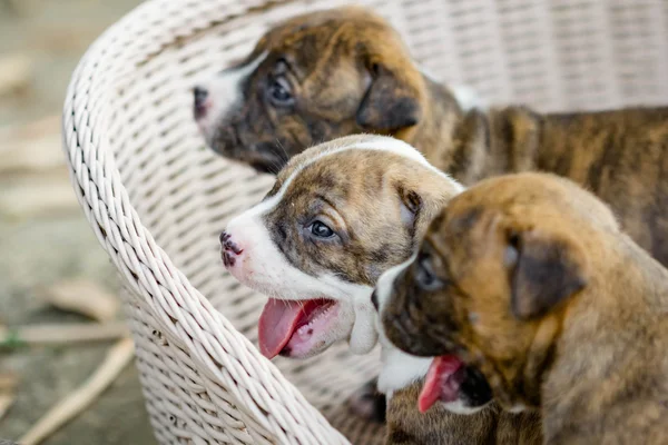 Pitbull puppy hondje — Stockfoto