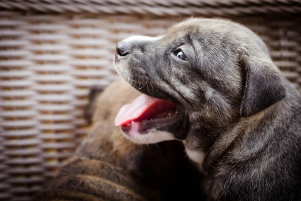 Pitbull puppy hondje — Stockfoto