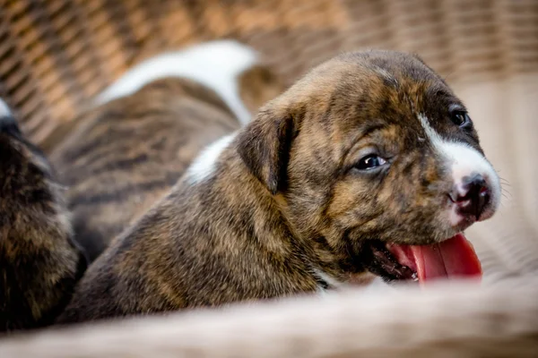 Pitbull cachorro perro —  Fotos de Stock