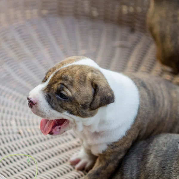 Pitbull köpek yavrusu — Stok fotoğraf