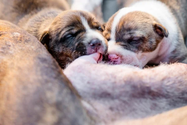 Pitbull puppy dog Stock Image