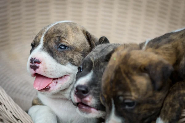 Pitbull puppy hondje — Stockfoto