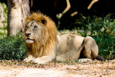 Hayvanat Bahçesi büyük aslan