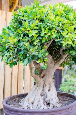 Monumento a Pedro y fevronia de Kirov en irkutsk