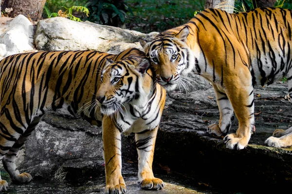 Bengal Tiger in the zoo — Stock Photo, Image